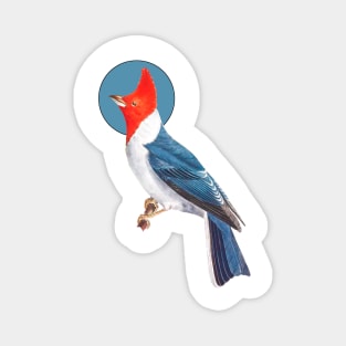 cardinal bird Magnet