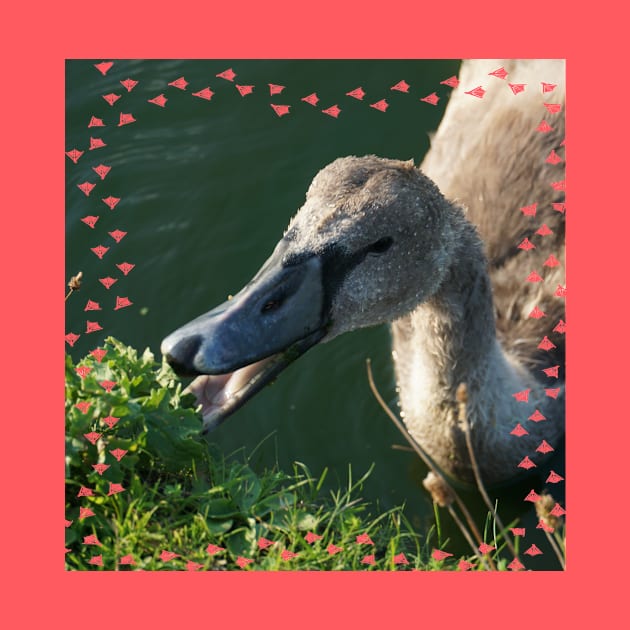 Swan Baby Eating by Nicole Gath Photography