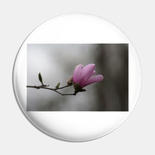 Close up of Pink Magnolia flowers in spring season. Pin