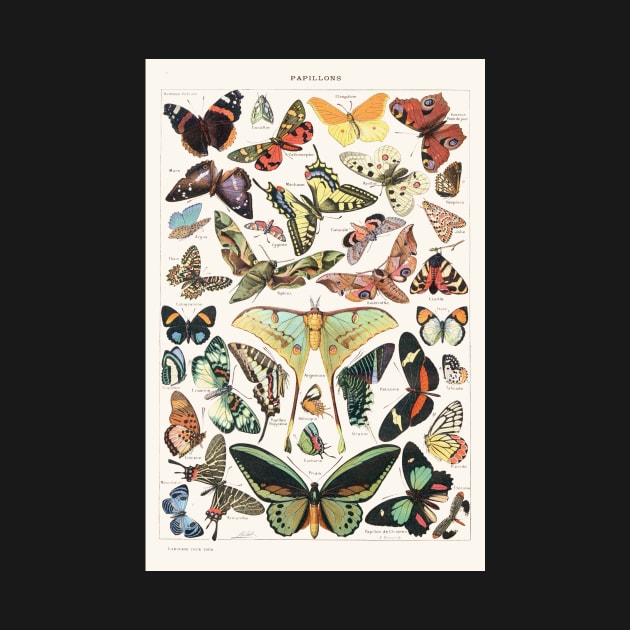 Vintage butterfly illustration by SouthPrints