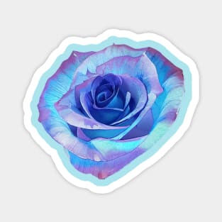 Sky Blue Purple Colorful Rose Magnet