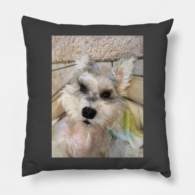 FLYING SCHNAUZER Pillow by Wacky and Wild Shirts