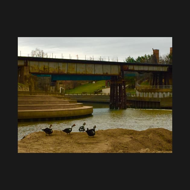 All Duckies in a Row a Buffalo Bayou by ephotocard