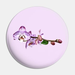 Pale Magenta Phalaenopsis Pin