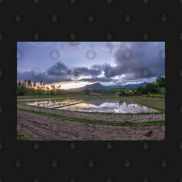 Rice field during sunset by SCUBAddict