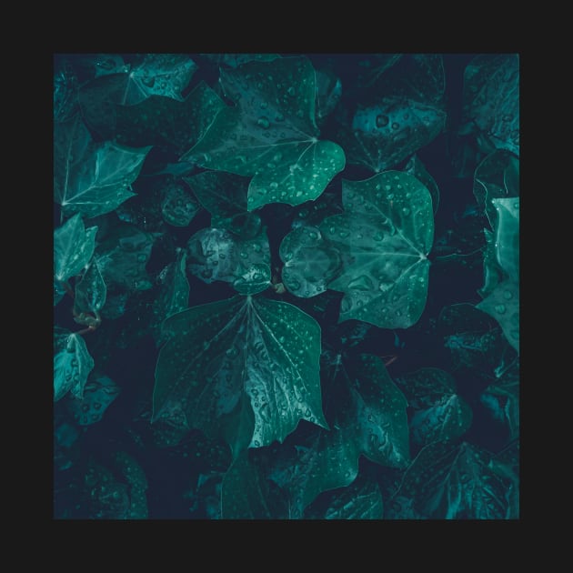 Dark emerald green ivy leaves water drops by PLdesign