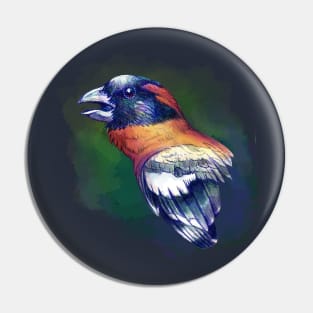 Black Headed Grosbeak Pin