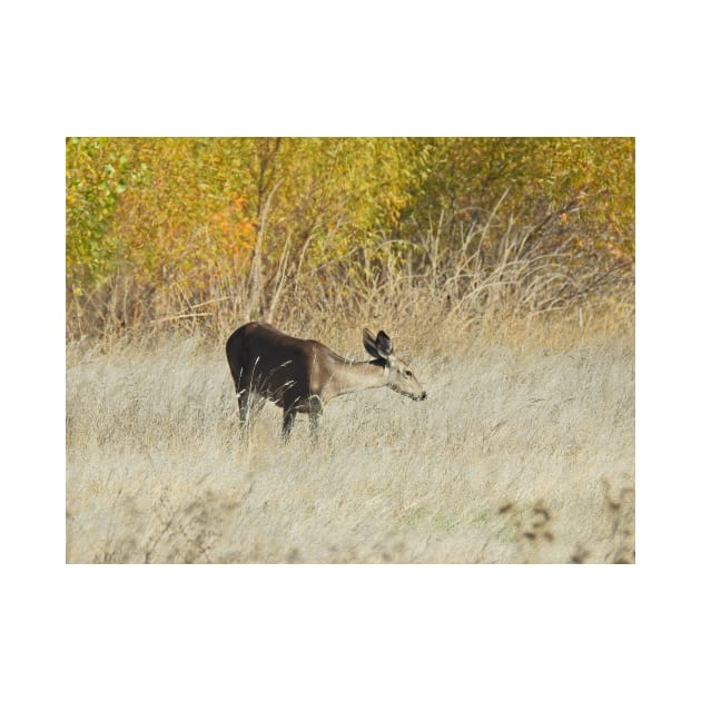 Mule deer, doe, wildlife, gifts, Serene Moment by sandyo2ly