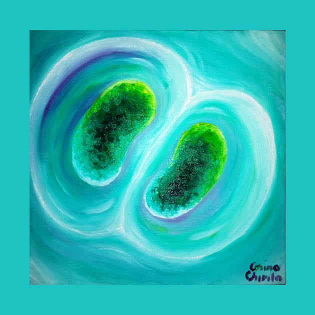 cyanobacteria dividing cells by CORinAZONe