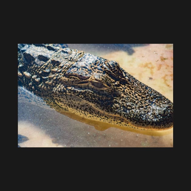 This is a Alligator by KensLensDesigns