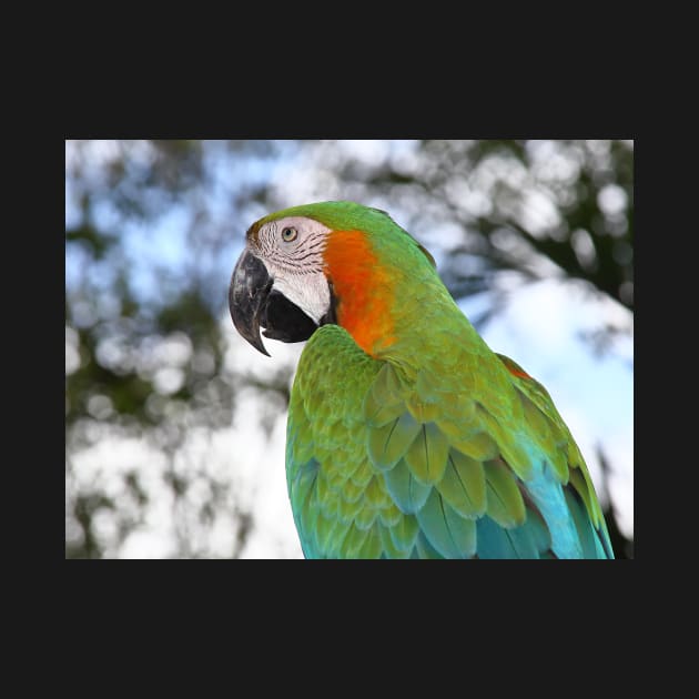 Harlequin Macaw Portrait by Carole-Anne