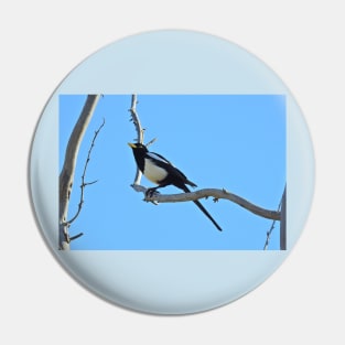 Wild birds, magpie, wildlife, A California Gem Pin