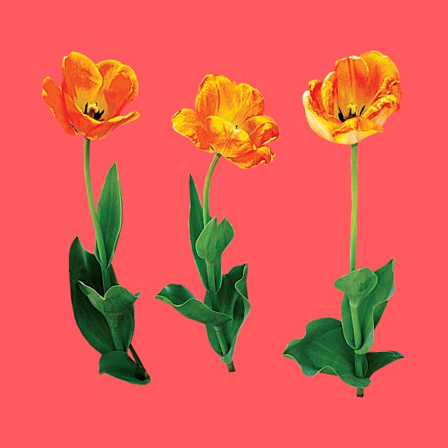 Three Tulips in a Row by SusanSavad