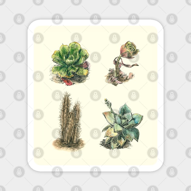 Succulents Cactus Home Garden Collection Magnet by VeraAlmeida