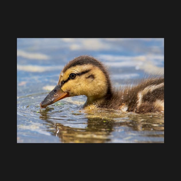 Duckling by gdb2