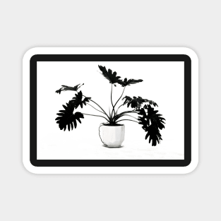 Monstera pot plant with leaves in casual fashion in white pot isolated on black on white background. Magnet