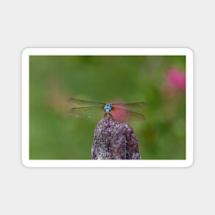 Smiling Dragonfly with Big Blue Eyes and Lacy Wings Magnet