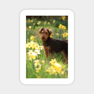 Welsh Terrier puppy amongst daffodils Magnet