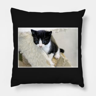 Whiskery Worries Pillow