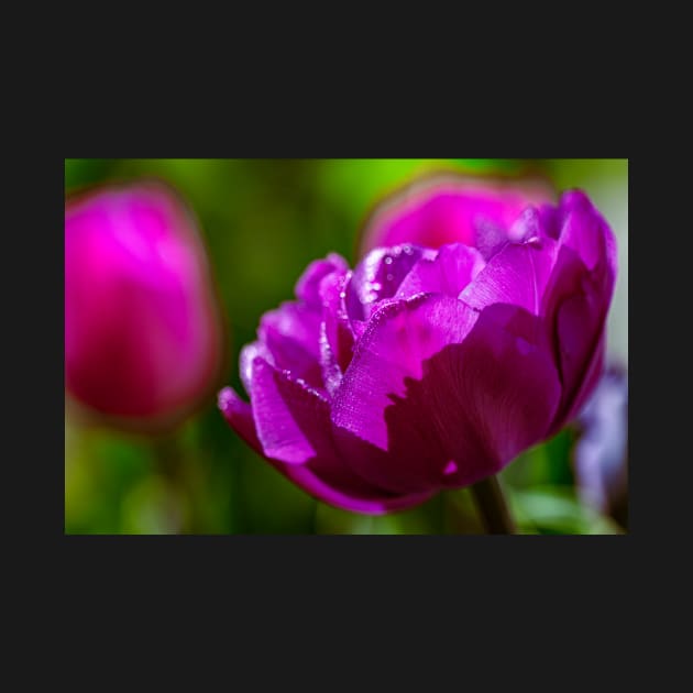 Group of purple tulips by blossomcophoto