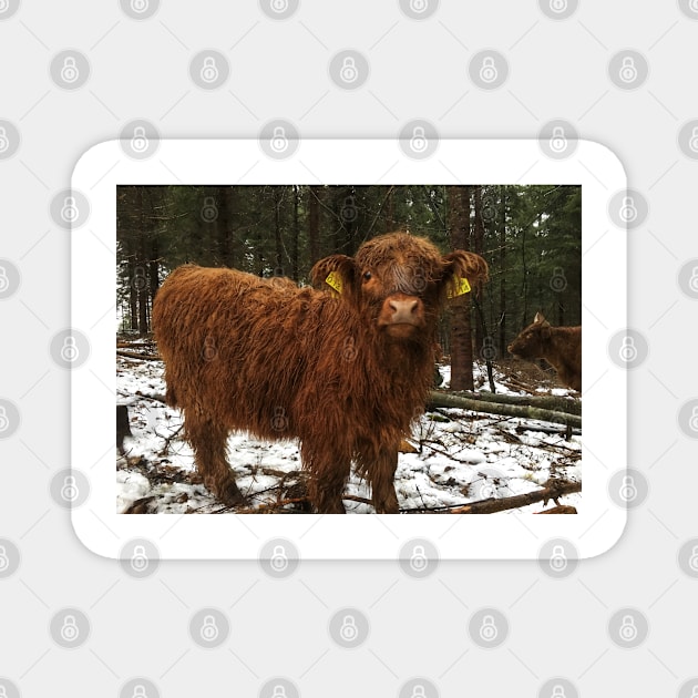 Scottish Highland Cattle Calf 1858 Magnet by SaarelaHighland