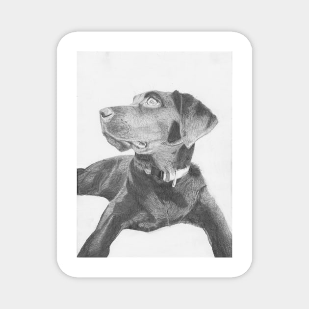 Black Labrador Retriever Magnet by DavidASmith