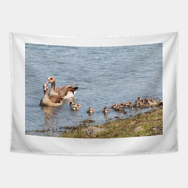 Goose Family Swimming in Kruger National Park, South Africa Tapestry by holgermader