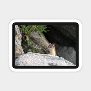 Long-tailed Weasel Magnet