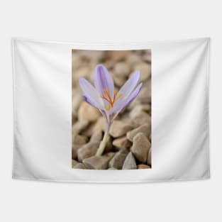 Crocus cancellatus subspecies cancellatus  Autumn flowering crocus Tapestry