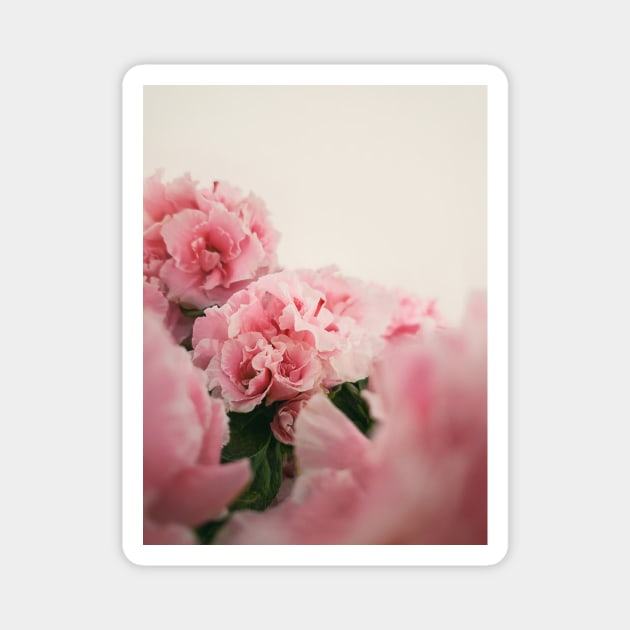 Close up Azalea flowers Magnet by psychoshadow