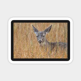 deer among grass Magnet