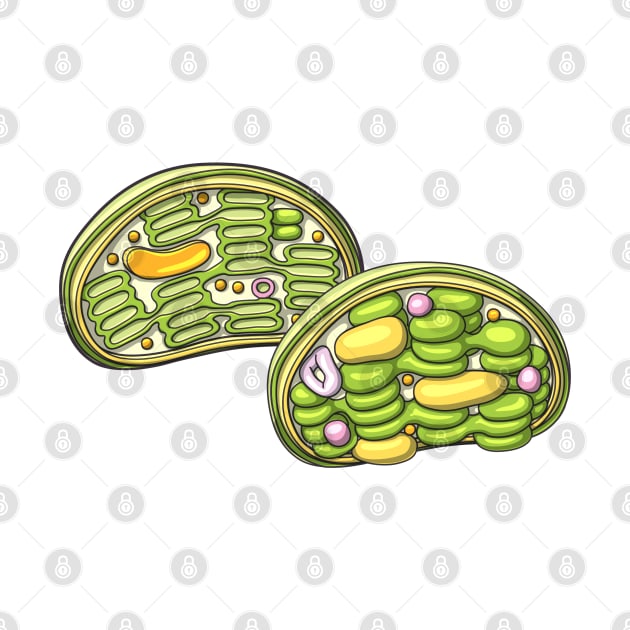 Chloroplast Illustration by taylorcustom