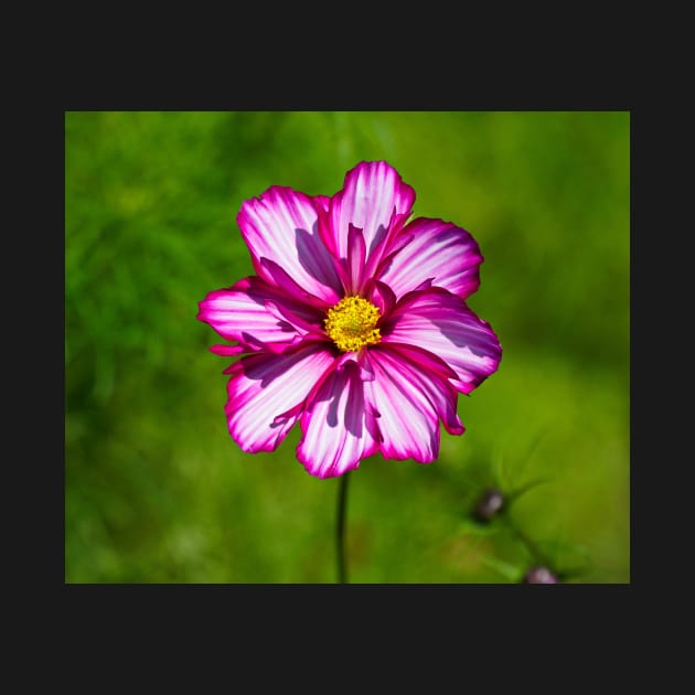 Daisy Marguerite Macro - Pink/White Flower - Green Background by Harmony-Mind