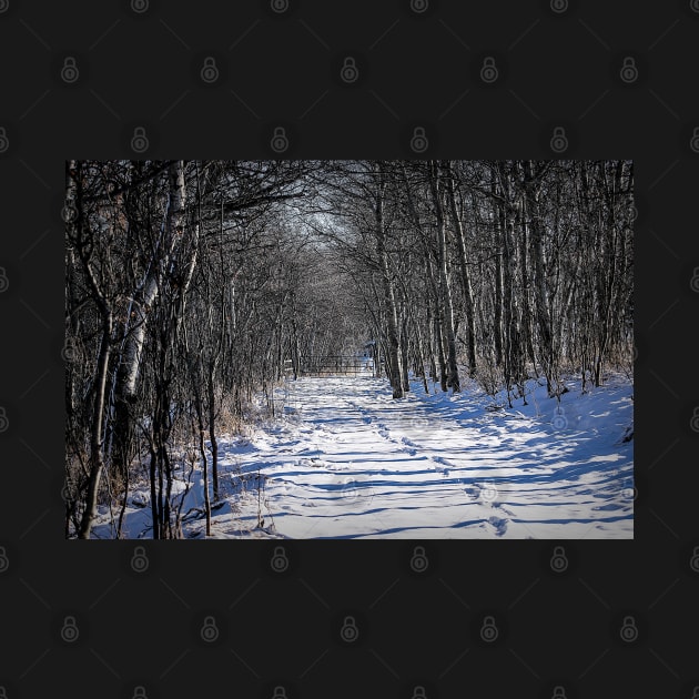 Tracks in the Snow by CanadianWild418