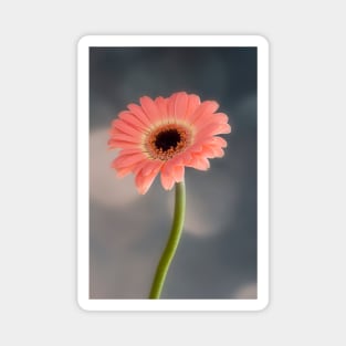 Single Pink Gerbera Magnet