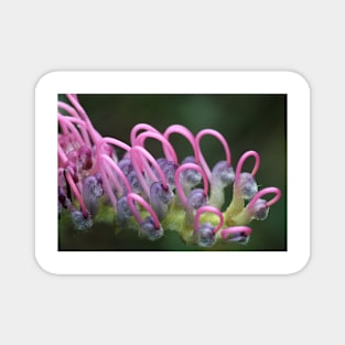 Grevillea macro Magnet