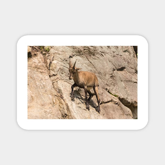 Ibex on a cliff Magnet by josefpittner