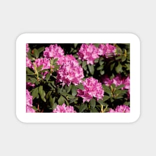 Purple rhododendron flower Magnet