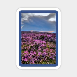 Storm brewing Over Pink Heather On The Yorkshire Moors Magnet