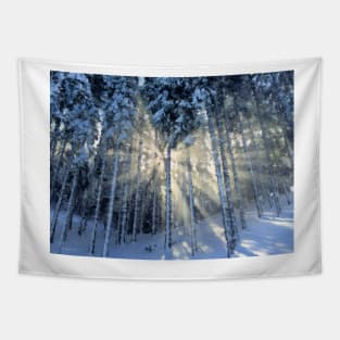 Dappled Sunlight in Winter Forest Tapestry