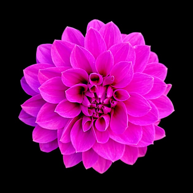 Pink Dahlia by InspiredbySunflowers