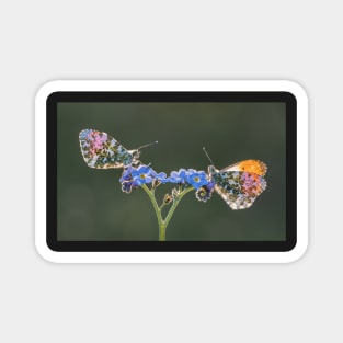 Orange Tips on Forget-me-not backlit Magnet