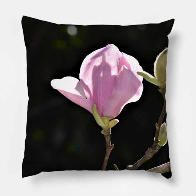 Pink Tulip Magnolia Bloom and Buds Pillow by Thompson Gallery