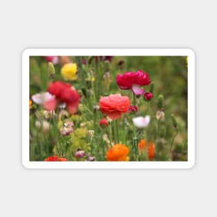 Rainbow of Ranunculus Magnet