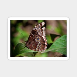 Butterfly. Magnet