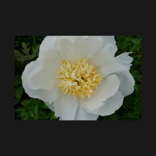 Precious White Peony T-Shirt