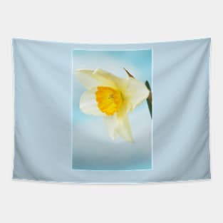 Narcissus  &#39;Sempre Avanti&#39;   Div. 2  Large-cupped  Daffodil Tapestry