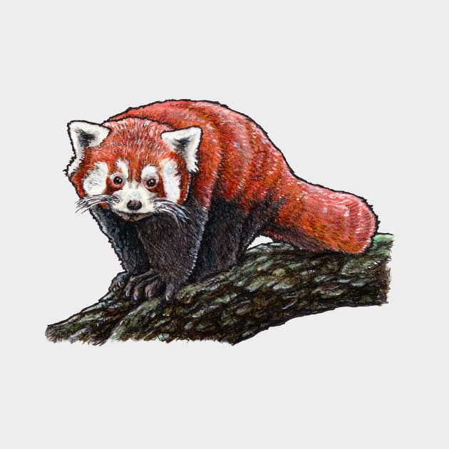 RED PANDA by PaddlesworthDraws