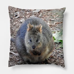 Quokka Pillow