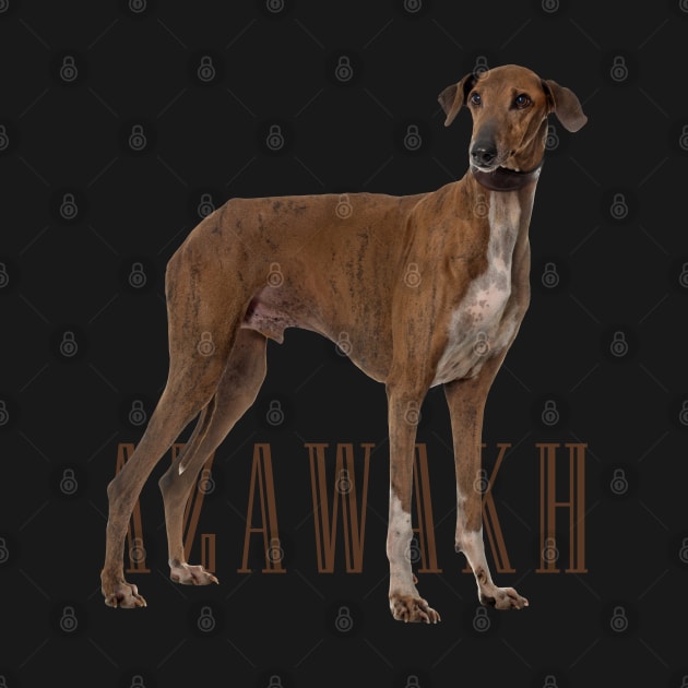 Azawakh Sighthound by Nartissima